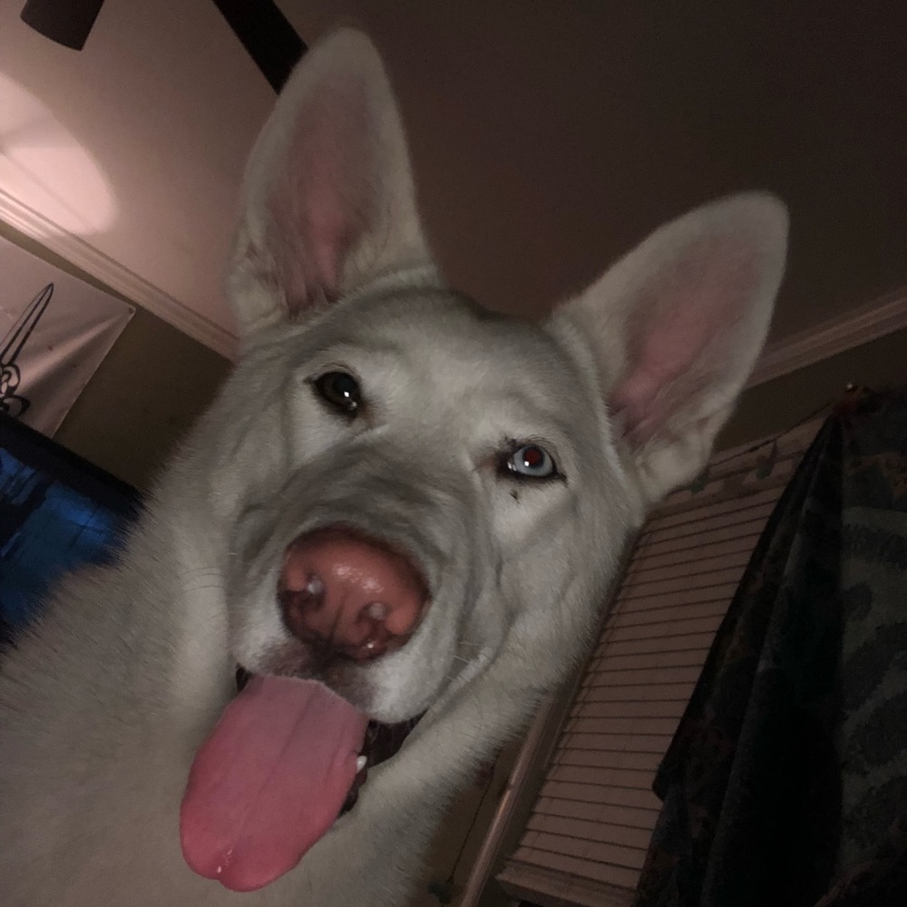 Meet your Posher, Gab